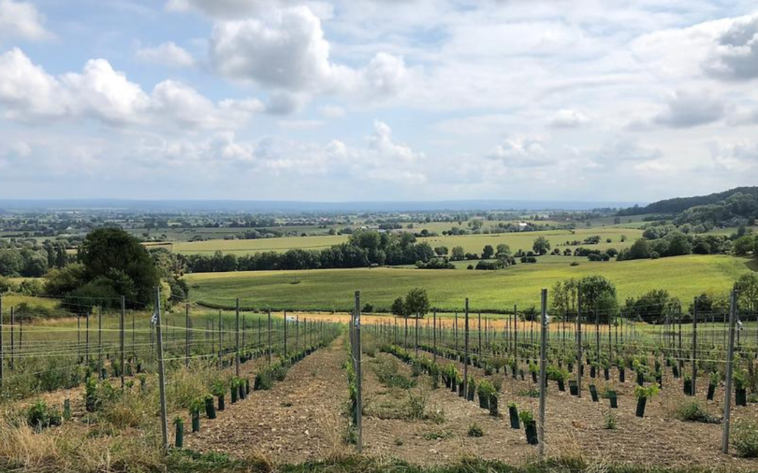 Vin du Pays de Herve